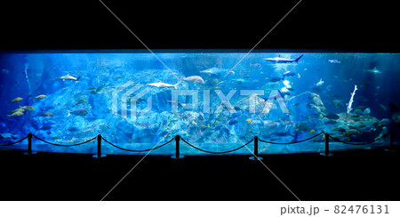 水族館の大水槽 82476131