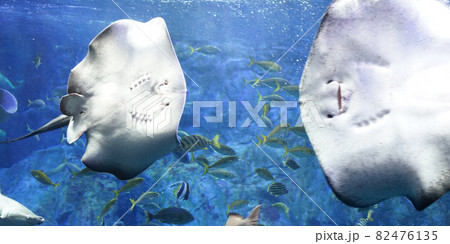 水族館の大水槽 82476135