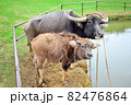 竹富島の水牛の親子 82476864