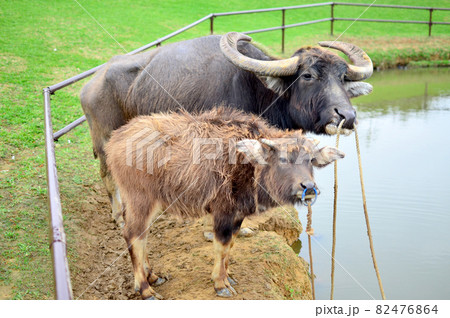 竹富島の水牛の親子 82476864