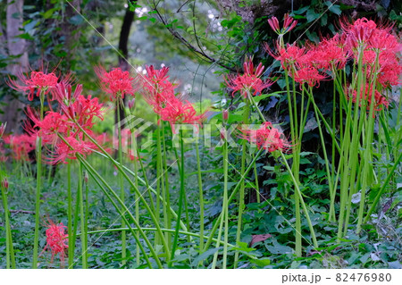 彼岸花は花火のように美しい 82476980