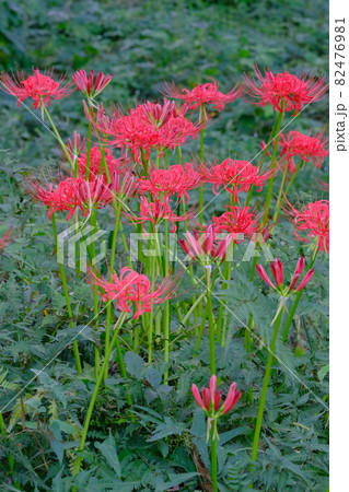 彼岸花は花火のように美しい 82476981