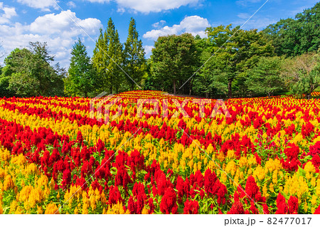 ぎふワールド・ローズガーデン、満開のケイトウ〈岐阜県可児市〉 ぎふワールド・ローズガーデン、満開のケイトウ〈岐阜県可児市〉 82477017