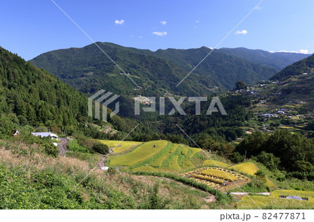 八畝の棚田　稲刈りの季節　（高知県　大豊町）	 82477871
