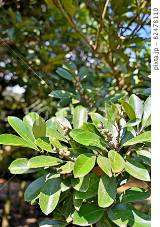 樹木:マテバシイ ブナ科 樹木:マテバシイ ブナ科 82478110