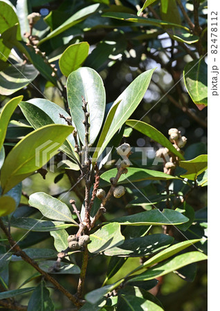 樹木：マテバシイ　ブナ科 82478112