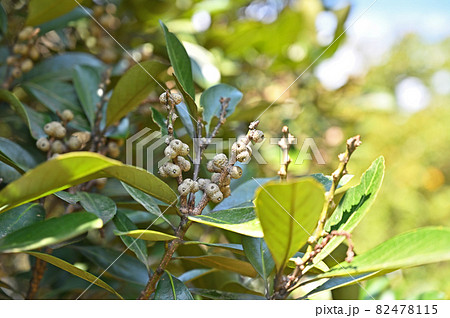 樹木：マテバシイ　ブナ科 82478115