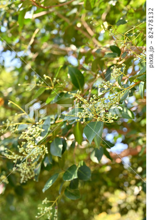 樹木：トウネズミモチ　モクセイ科 82478132