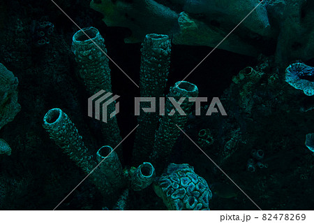 dark coral reef formation on the ocean floor dark coral reef formation on the ocean floor 82478269