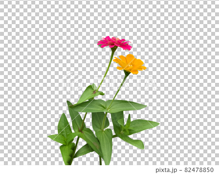 flower, transparent background, silkworm 82478850