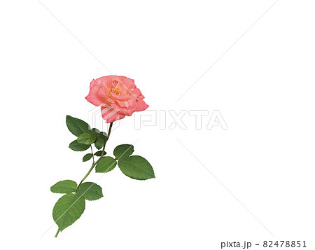 花 背景 ヌキ 82478851