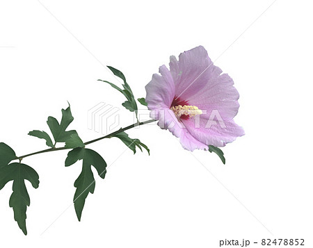 花 背景 ヌキ 82478852