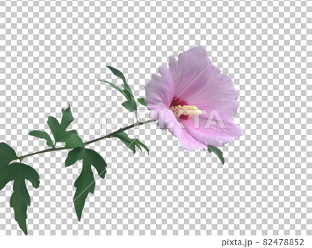 花 背景 ヌキ 82478852