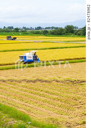 稲刈り 82478962