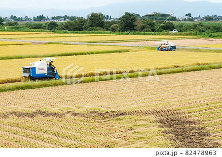稲刈り 82478963