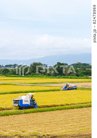 稲刈り 82478969