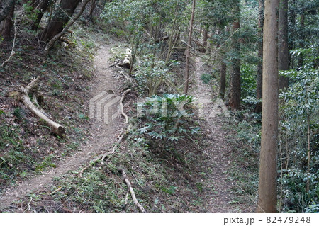 分岐のあるハイキング道 分岐のあるハイキング道 82479248