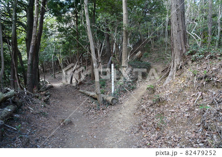分岐のあるハイキング道 82479252