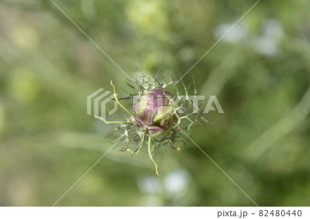 Love-in-a-mist Shorty Blue fruit 82480440