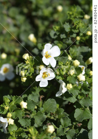Ornamental bacopa 82480441