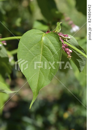 Himalayan honeysuckle 82480442