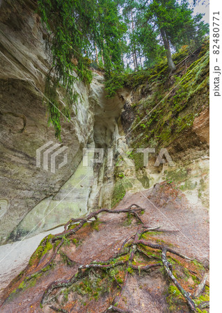 Sandstone cliffs of Sietiniezis on the shore of the river Gauja in Latvia Sandstone cliffs of Sietiniezis on the shore of the river Gauja in Latvia 82480771
