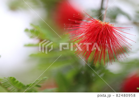 赤いふわふわの花ネムノキヒネムの写真素材