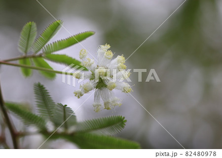 白花ネムノキふわふわになる前 白花ネムノキふわふわになる前 82480978