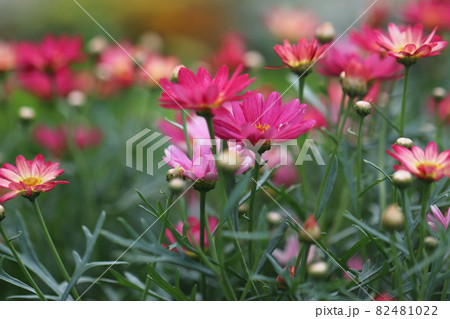 ピンクのマーガレットの花畑の写真素材