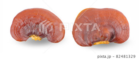 Ganoderma Lucidum Mushroom isolated on white background 82481329