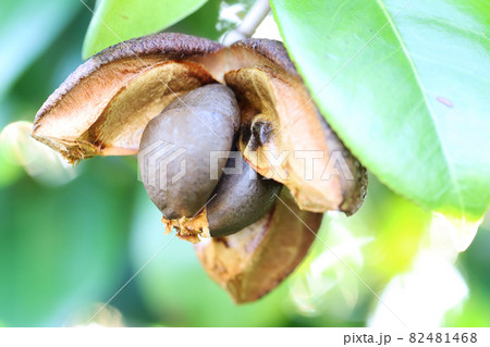 ツバキの種の写真素材