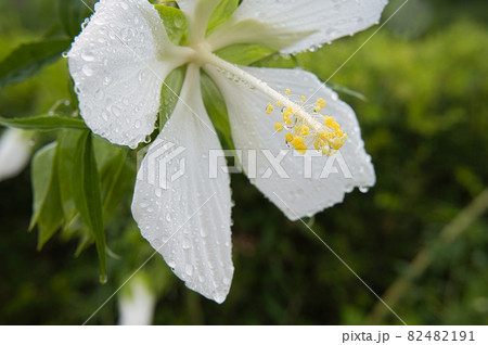 雨上がりの白い花(モミジアオイ) 雨上がりの白い花(モミジアオイ) 82482191