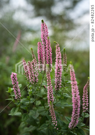 野に咲く花（ヒメルリトラノオ） 82482265