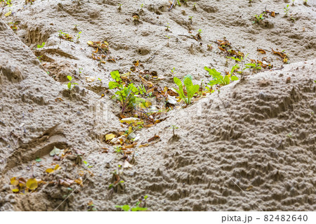 A pile of yellow construction sand interspersed with plants 82482640