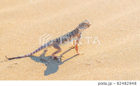 Desert Agama sits on a sand dune 82482948