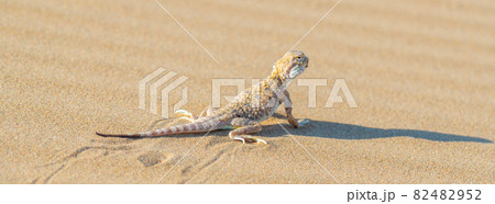 Desert Agama sits on a sand dune 82482952