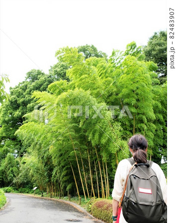 皇居内散歩中の女性ツーリストと竹林 皇居内散歩中の女性ツーリストと竹林 82483907