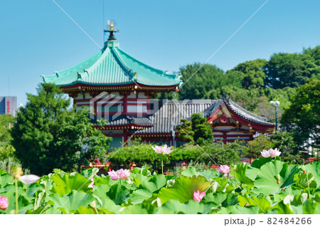 上野 不忍池の蓮の花と不忍池辨天堂 82484266