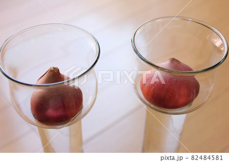 チューリップ　　　　◦○°◯°○。水栽培°○°◯°○。 82484581