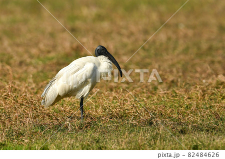 Black headed ibis or black necked ibis portrait in wetland of keoladeo national park or bharatpur bird sanctuary rajasthan india - Threskiornis melanocephalus 82484626