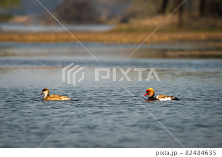 Red crested pochard pair of bird in natural scenic landscape at keoladeo national park or bharatpur bird sanctuary rajasthan india - Netta rufina Red crested pochard pair of bird in natural scenic landscape at keoladeo national park or bharatpur bird sanctuary rajasthan india - Netta rufina 82484635
