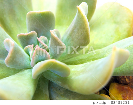 Succulent plant close-up fresh leaves detail of Echeveria Topsy Turvy Succulent plant close-up fresh leaves detail of Echeveria Topsy Turvy 82485251