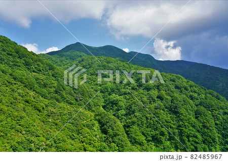 粟ヶ岳6合目からの稜線への登山道 粟ヶ岳6合目からの稜線への登山道 82485967