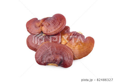 Lingzhi Mushroom, Ganoderma Lucidum Isolated on white background 82486327