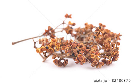Zanthozylum limonella Alston an isolated on white background Zanthozylum limonella Alston an isolated on white background 82486379