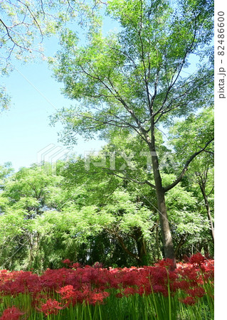 彼岸花(ヒガンバナ)と一本の木 彼岸花(ヒガンバナ)と一本の木 82486600
