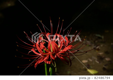 一輪の彼岸花(ヒガンバナ)の花 一輪の彼岸花(ヒガンバナ)の花 82486794