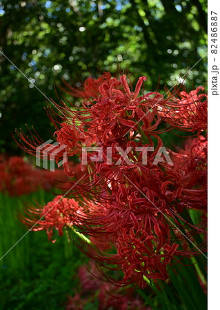 一輪の彼岸花(ヒガンバナ)の花 一輪の彼岸花(ヒガンバナ)の花 82486887