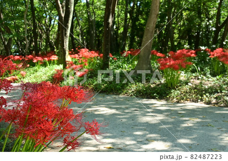 彼岸花（ヒガンバナ）が咲く散歩道 82487223