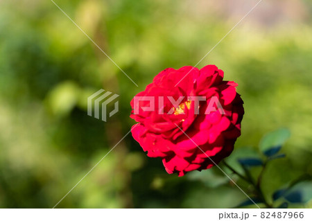 ガーデンに咲く花 82487966